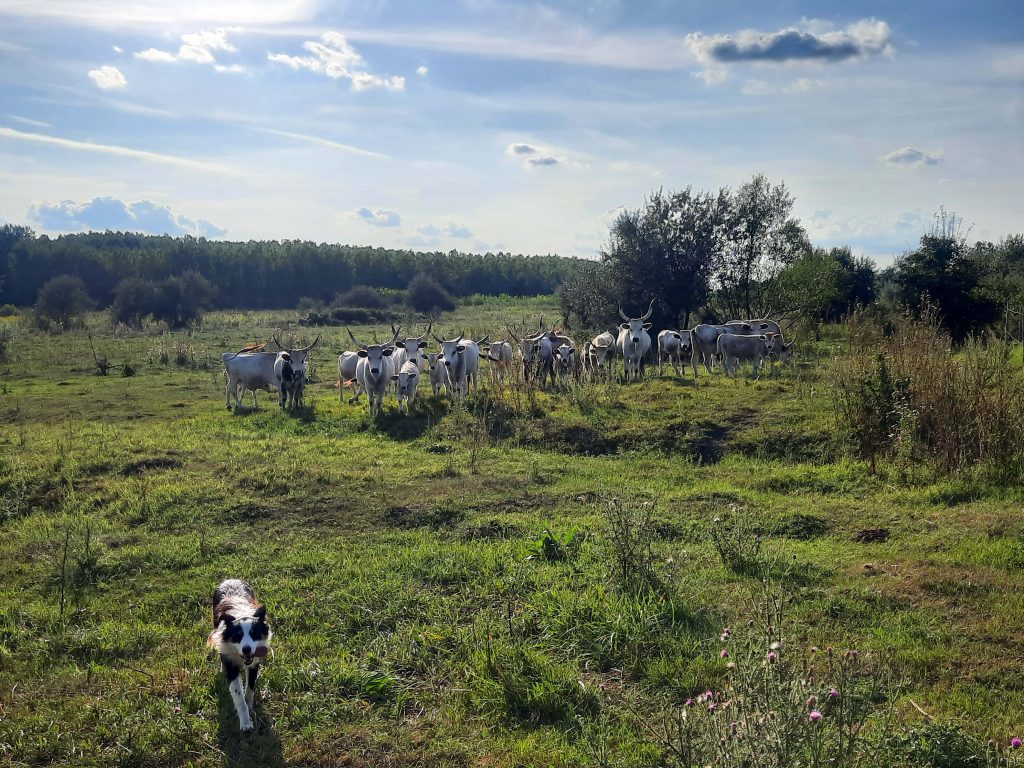 Transforming landscapes: Balancing tradition, agriculture, and nature on a Hungarian cattle farm