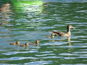 ducklings2