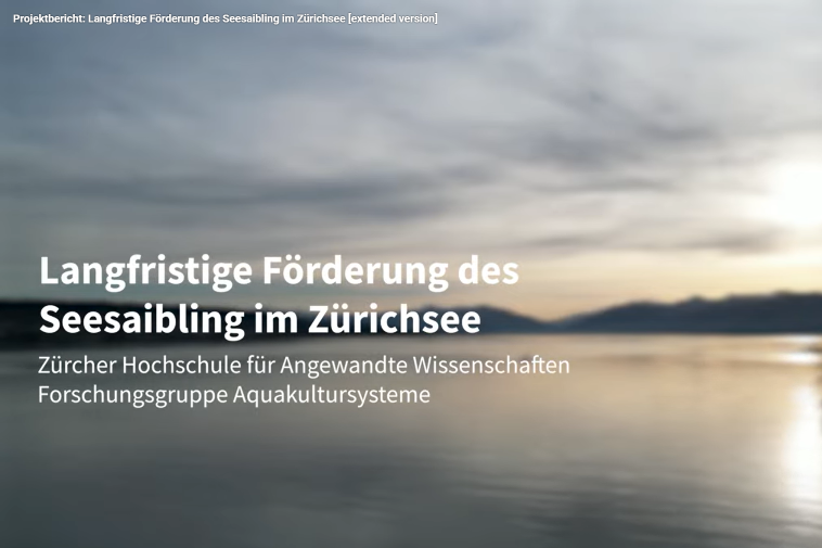 Förderung des Seesaiblings im Zürichsee  Der Seesaibling ist eine in der Schweiz heimische Fischart mit einem gefährdeten Status. Ein Projekt der ZHAW untersucht im Zürichsee, ob künstlich aufgeschüttete Laichgründe (Kiesschüttungen) eine wirksame Massnahme sind, um langfristig eine stabile Population zu ermöglichen. Erste Sichtungen von Seesaiblingen stimmen zuversichtlich. Der Fortbestand des Seesaiblings im Zürichsee ist ungewiss, da es an geeigneten Laichplätzen mangelt. Aktuell wird die Population durch den jährlichen Besatz mit Jungfischen aus der kantonalen Fischzucht unterstützt. Um die natürliche Fortpflanzung wieder zu fördern, wurden gezielt Kiesschüttungen auf dem Seegrund angelegt. Dabei basiert die sorgfältige Auswahl der Standorte auf ausführlichen Voruntersuchungen, bei denen unter anderem Temperatur, Sauerstoffgehalt, Hangneigung, Untergrundbeschaffenheit sowie die Überlebensfähigkeit von Eiern der Seesaiblinge untersucht wurden. Ob diese Massnahmen tatsächlich erfolgreich sind, untersucht das laufende ZHAW-Projekt mittels einem kontinuierlichen Monitoring. Das Projekt wird von der Fischerei- & Jagdverwaltung des Kantons Zürich, dem naturemade star-Fonds von ewz sowie vom Bundesamt für Umwelt BAFU unterstützt. Erste Ergebnisse fallen positiv aus.  Zwei Schüttungen im Bereich Halbinsel Au – Meilen   Im November 2025 fanden zwei Kiesschüttungen im Bereich Halbinsel Au Ost sowie im Perimeter Beugenbach bei Meilen in rund 50 Metern Wassertiefe statt. Der Seesaibling benötigt für die Laichabgabe groben, sedimentfreien Kies, damit die Eier in die Hohlräume rutschen können und dort vor Laichräubern wie der Trüsche geschützt sind sowie gute Sauerstoffverhältnisse vorfinden. Bei der ersten Schüttung entstand aufgrund der stark verklüfteten Untergrundstrukturen keine gleichmässige Schüttfläche. Es konnten jedoch mehrere Bereiche mit gutem, weitgehend sedimentfreiem Kies dokumentiert werden. Die zweite Schüttfläche präsentierte sich hingegen als weitgehend homogen und qualitativ gut geeignet für das Ablaichen des Seesaiblings. Das Monitoring der Schüttflächen wurde und wird in regelmässigen Abständen durchgeführt. Neben Kontrolltauchgängen mit einem ferngesteuerten Unterwasserfahrzeug kommt auch eine an der ZHAW speziell entwickelte Monitoring-Einheit zum Einsatz, die ein stationäres Monitoring in grosser Tiefe ermöglicht. Neben einer Kamera ist die Einheit mit einem Hydrophon zur akustischen Überwachung ausgestattet, da Seesaiblinge während der Laichzeit ein arttypisches Geräusch erzeugen. Zusätzlich erfasst die Einheit kontinuierlich Sauerstoff- und Temperaturdaten.  Sichtung der ersten Seesaiblinge  Gut einen Monat nach den Schüttungen konnten erstmals Seesaiblinge auf den neuen Kiesflächen beobachtet werden. Seither werden die Tiere dort regelmässig gesichtet. Projektleiter Mathias Sigrist sagt dazu: «Der Moment der ersten Sichtung eines Seesaiblings war eine riesige Freude. Die Massnahme scheint die Seesaiblinge tatsächlich anzulocken. Ob sie hier auch erfolgreich ablaichen und sich die Eier entwickeln können, muss jedoch noch weiter untersucht werden.» Das übergeordnete Ziel des Projekts ist es, eine langfristig selbsterhaltende Population von Seesaiblingen im Zürichsee aufzubauen, sodass der Besatz langfristig nicht mehr nötig ist. Begleitend dazu liefert ein genetisches Bestandsmonitoring wichtige Grundlagen für die Beurteilung und langfristige Sicherung der Population in ihrer angestammten Heimat.