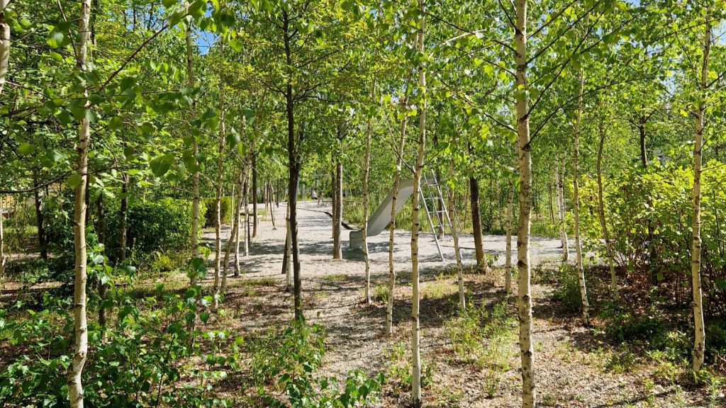 Mehrere Stadtbäume in einem Park mit ausladenden Baumkronen, die Schatten spenden und zur Kühlung des Stadtklimas beitragen.