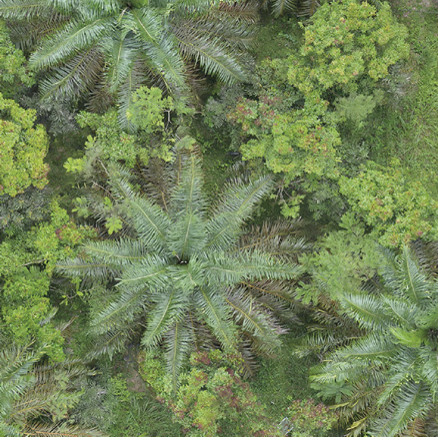 Von Weiden zu Wäldern: Wie Agroforstsysteme Palmöl nachhaltig machen