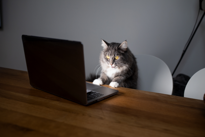 Katze die am Laptop sitzt
