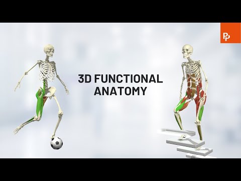 Primal Pictures 3D Functional Anatomy