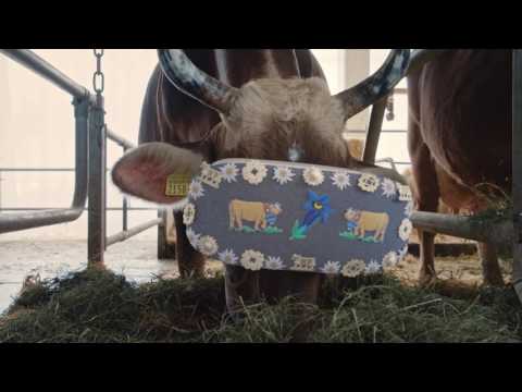 Virtual Reality für unsere Appenzeller Kühe