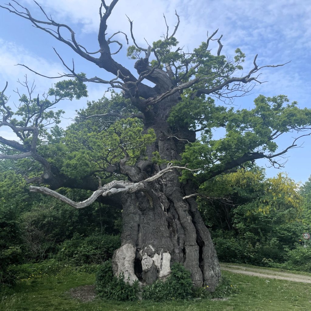 Im Jægersborg Dyrehave trifft eine Gruppe auf die rund 850 Jahre alte Eiche Skovfogedegen, einen der ältesten Bäume Dänemarks, der als mächtiger Veteranenbaum in der Waldlandschaft steht und die lange Entwicklung von Waldökosystemen sichtbar macht.