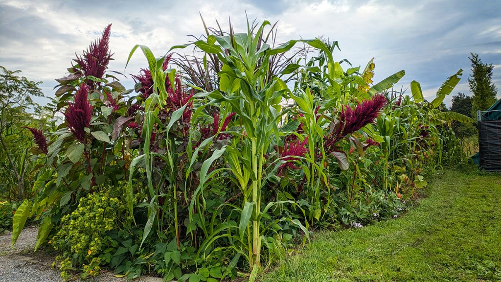 Milpa-Anbausystem an der ZHAW im Grüental mit Mais, Bohnen und Kürbis in einer traditionellen symbiotischen Mischkultur aus Mittelamerika.