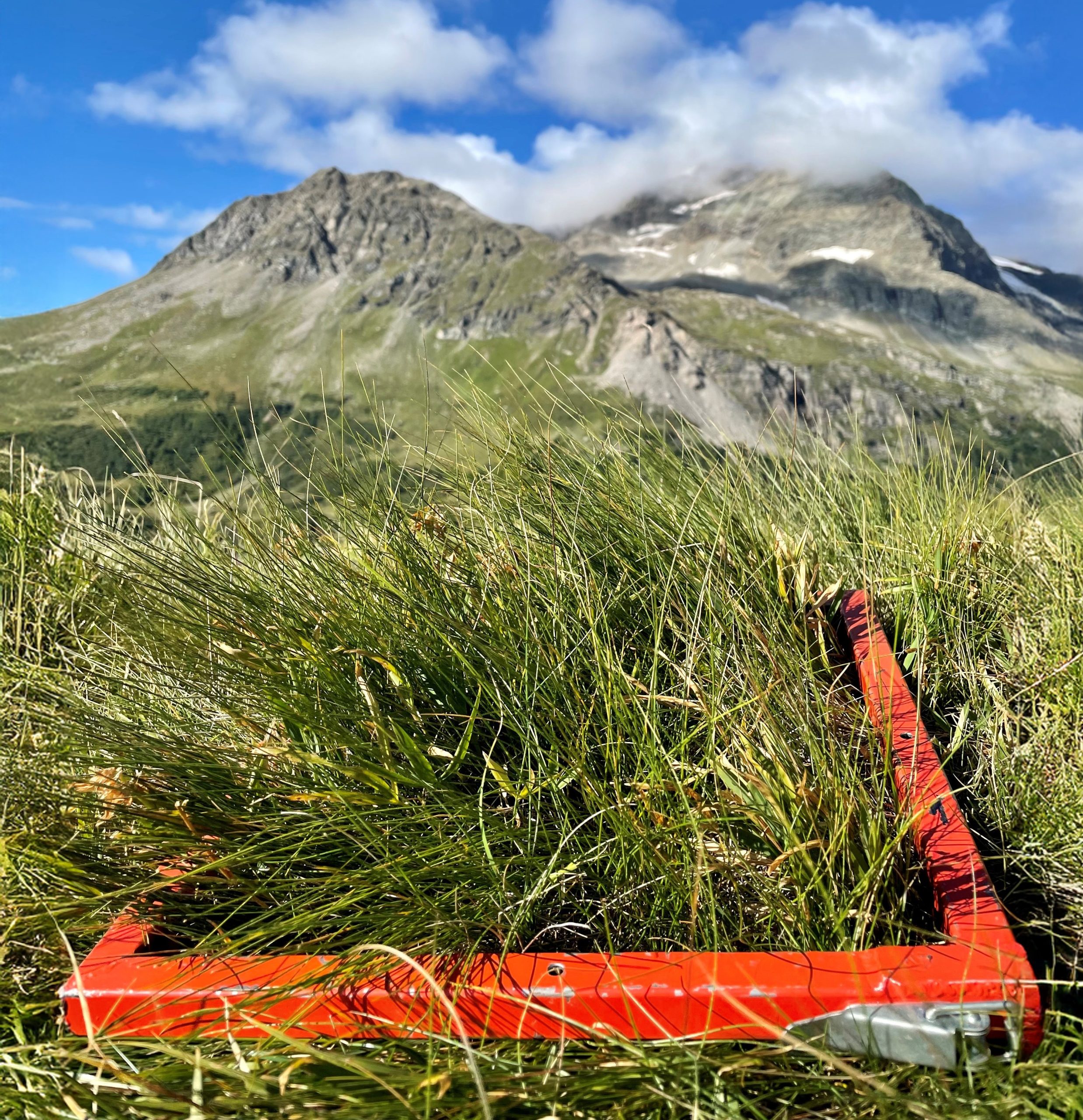 Vegetationsaufnahme (0.09 m²) auf der Alp Grüm (GR) auf 2165 m.ü.M. für das Square Foot Projekt. Starker Rückgang der Gefässpflanzdiversität in den letzten 120 Jahren