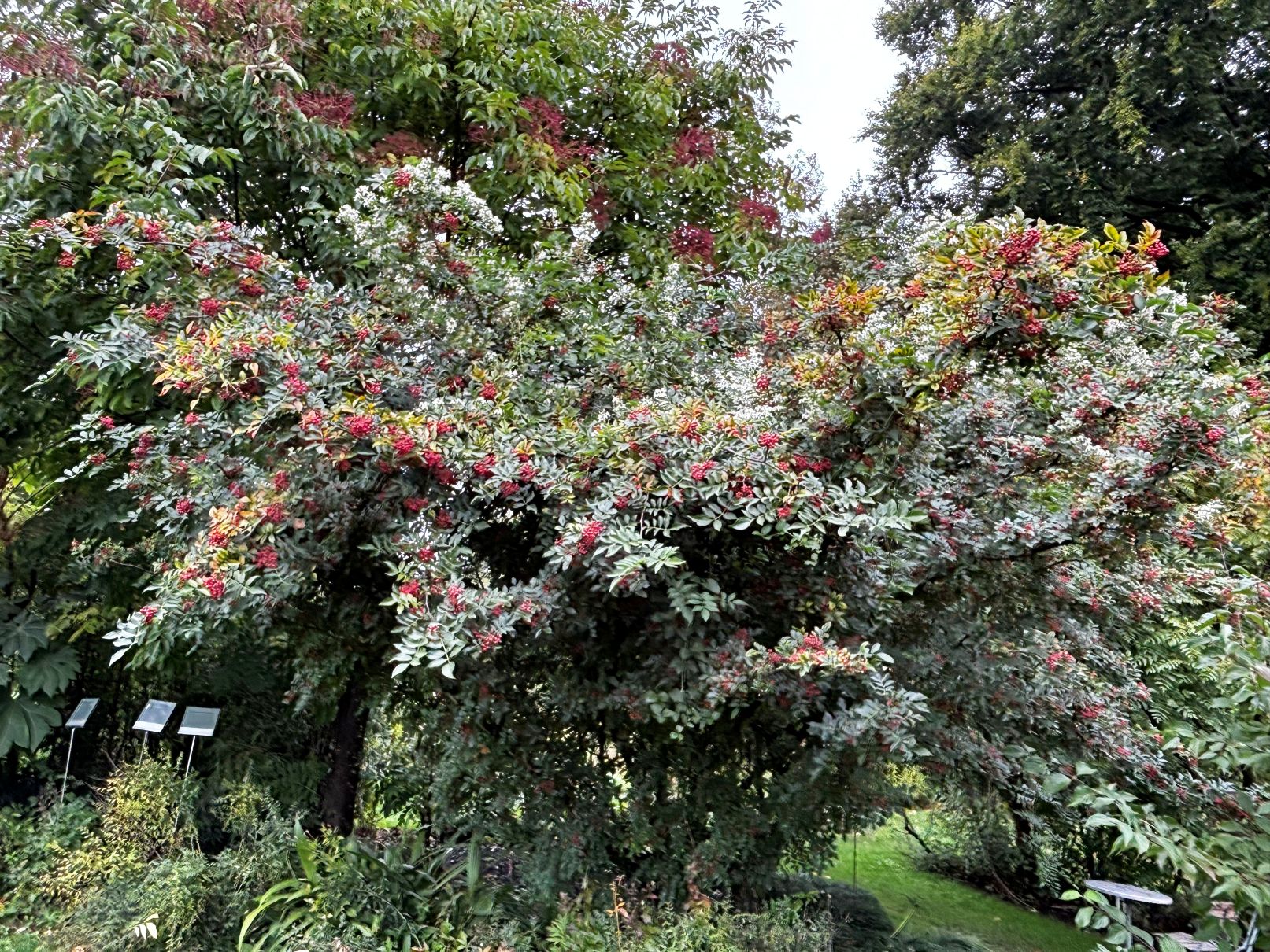 Der Sichuanpfeffer mit roten Früchten und die Chinesische Waldrebe mit weissen Blüten im TCM-Arzneipflanzen-Garten der ZHAW Wädenswil.