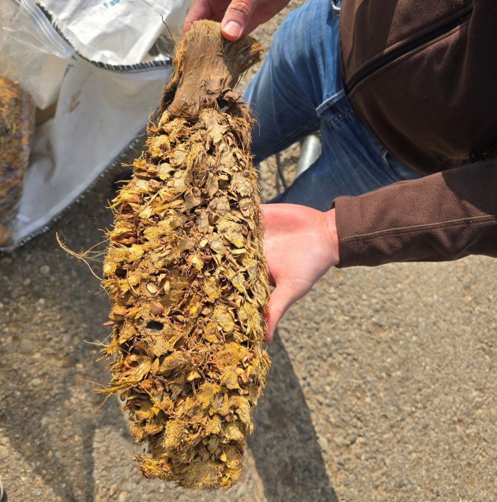 Getrocknete leere Fruchtstände der Ölpalme (Empty Fruit Bunches, EFB) als Ausgangsmaterial für die Herstellung von Pflanzenkohle.