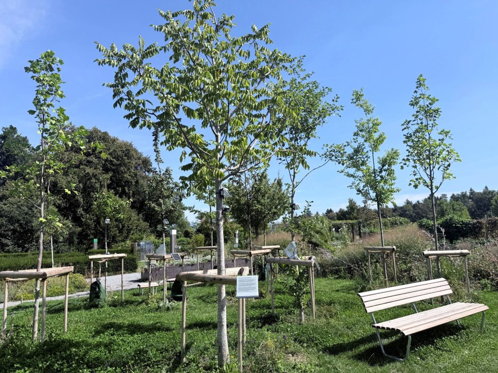 Hallenartiger Parkwald im Klimagarten Wädenswil mit gleichmässiger Baumstruktur und geschlossenem Kronendach.