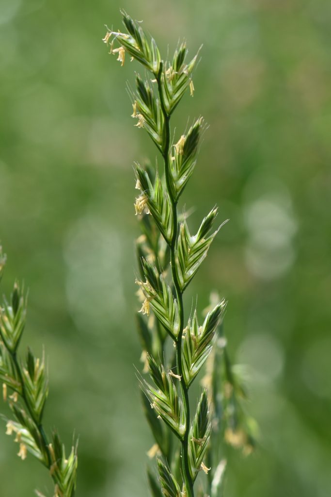 Italienisches Raygras (Lolium multiflorum), ein aus Südeuropa stammender Neophyt, auf einer Wiesenfläche in der Schweiz.