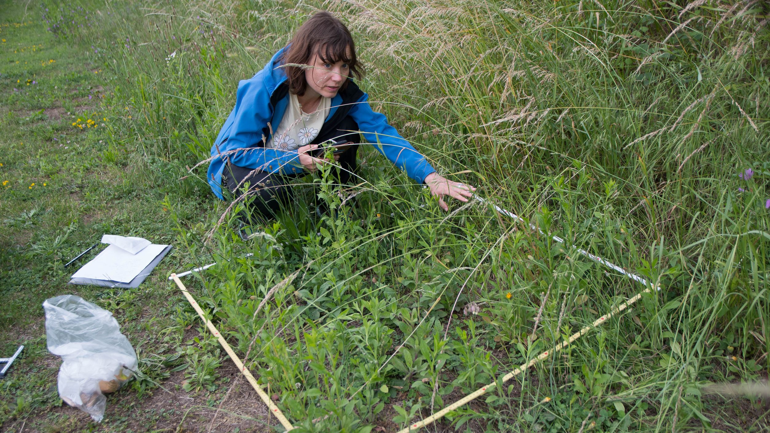 Bachelor-Studierende Rahel Araujo dos Santos untersucht auf einer Wiesenfläche im Tessin den Einfluss des Einjährigen Berufkrauts (Erigeron annuus) auf die heimische Vegetation und Pflanzenvielfalt.