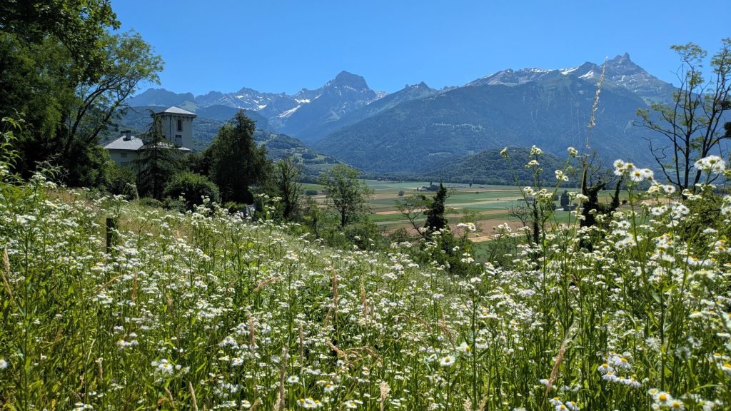 Wiesenfläche in Ollon (VD) mit 85 Prozent Deckung durch das Einjährige Berufkraut (Erigeron annuus).