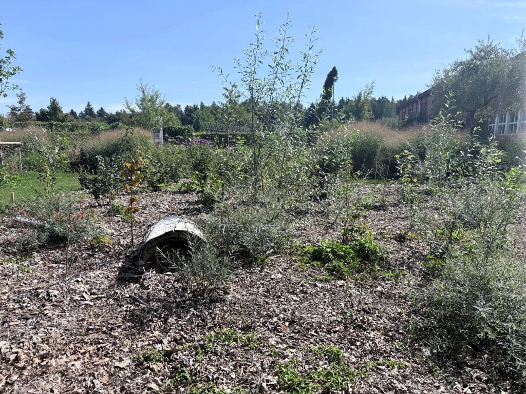 Miniwald im Klimagarten Wädenswil mit dicht gepflanzten Bäumen und Sträuchern unterschiedlicher Höhen.