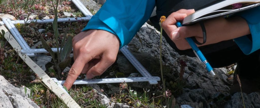 Person bei einer Vegetationsaufnahme im Feld: Pflanzen werden systematisch erfasst und vermessen. Die Feldarbeit ist Teil des CAS Vegetationsanalyse & Feldbotanik der ZHAW und vermittelt praxisnahe Methoden der Feldbotanik und Vegetationsökologie.