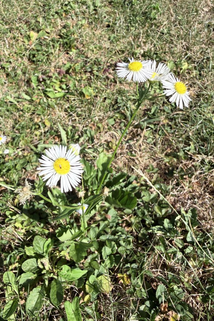 Einjähriges Berufkraut (Erigeron annuus) auf einer Wiesenfläche in der Schweiz.