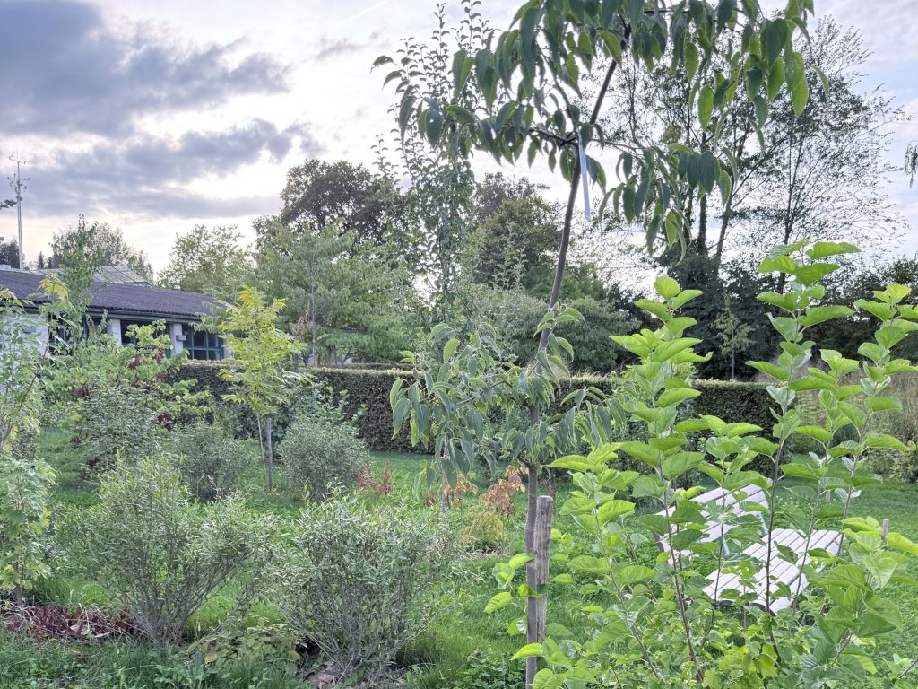 Geschichteter Parkwald im Klimagarten Wädenswil mit Bäumen und Sträuchern verschiedener Höhen und Altersstufen.
