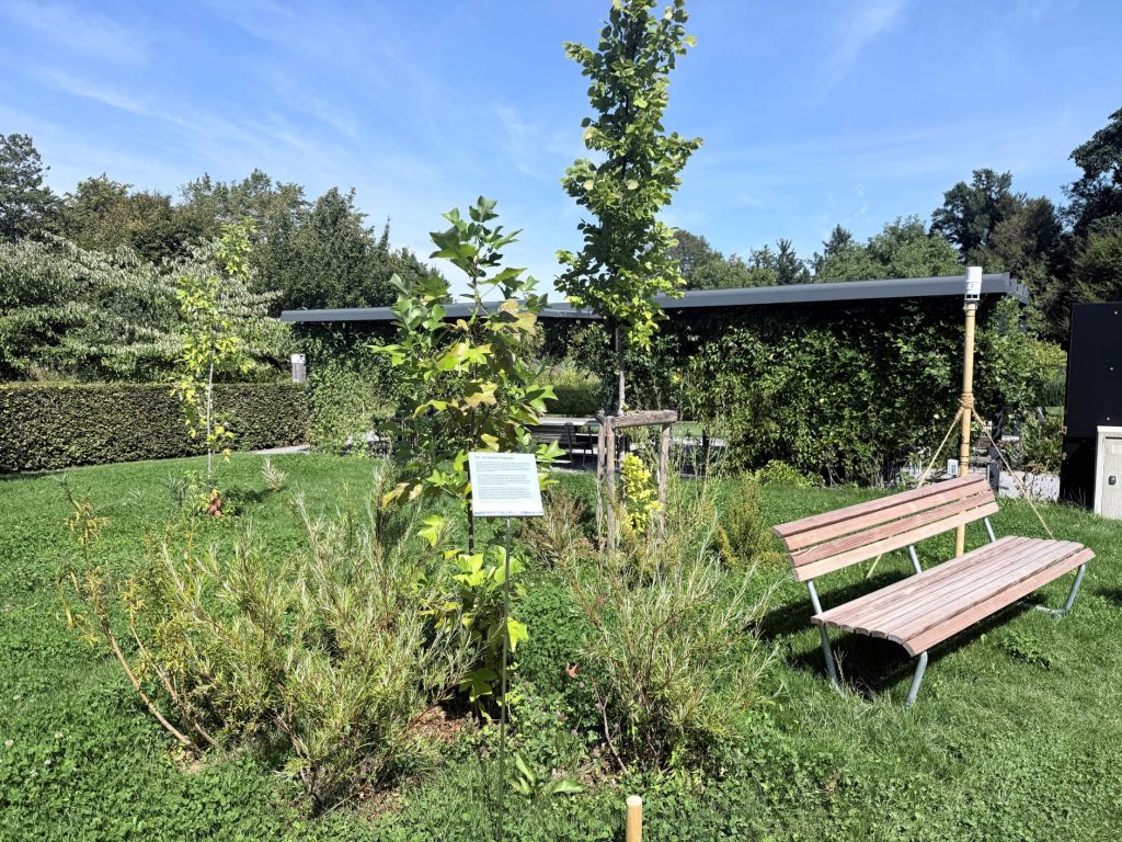 Kombinierter Parkwald im Klimagarten Wädenswil mit verschiedenen Baumarten, Altersstufen und Wuchshöhen.