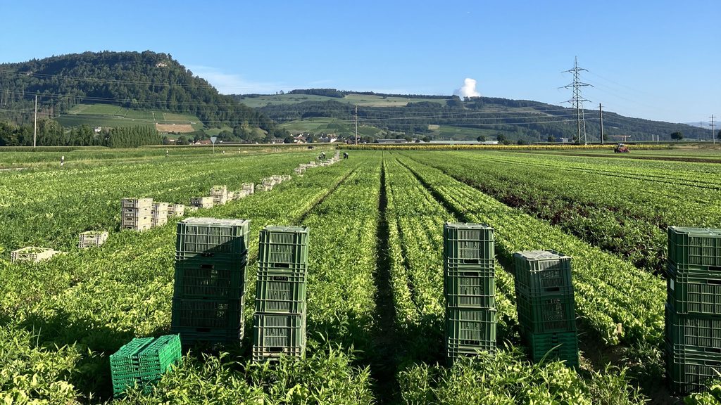 Salatkultur im Schweizer Freilandgemüsebau mit Erntekisten zwischen langen Pflanzenreihen.