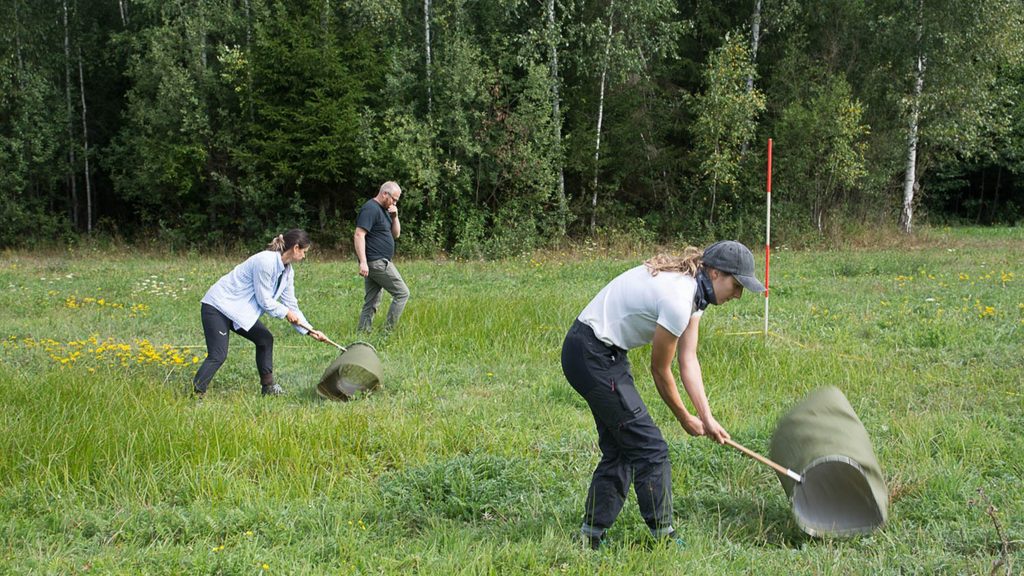 Zwei Studentinnen fangen mit Keschern Heuschrecken auf einer Wiese in Białowieża, Polen, während der Summer School «Biodiversity Monitoring».