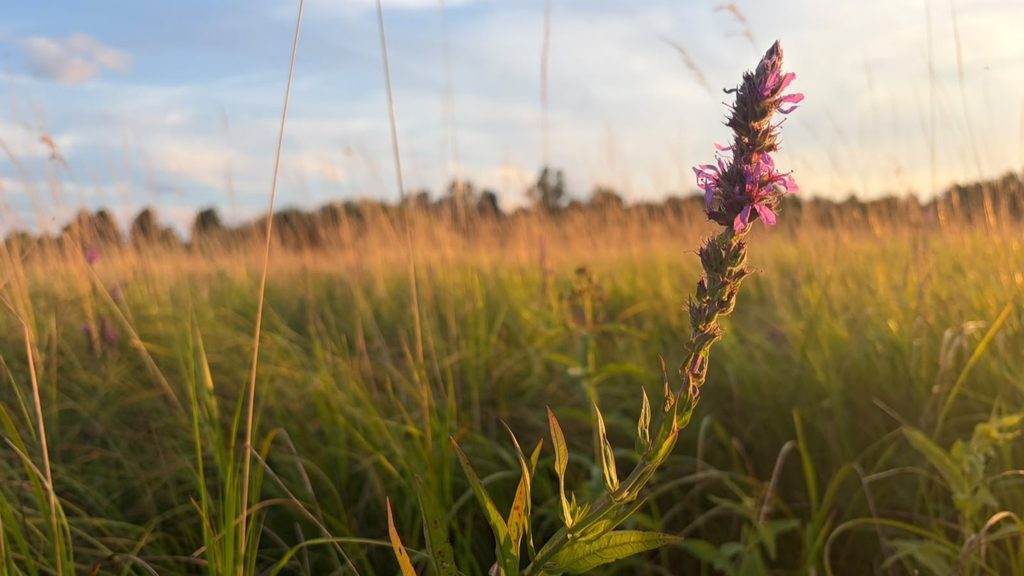 Blühender Blutweiderich (Lythrum salicaria) mit purpurrosa Blüten in einer Wiese bei Białowieża, Polen – eine typische Pflanzenart feuchter Lebensräume.
