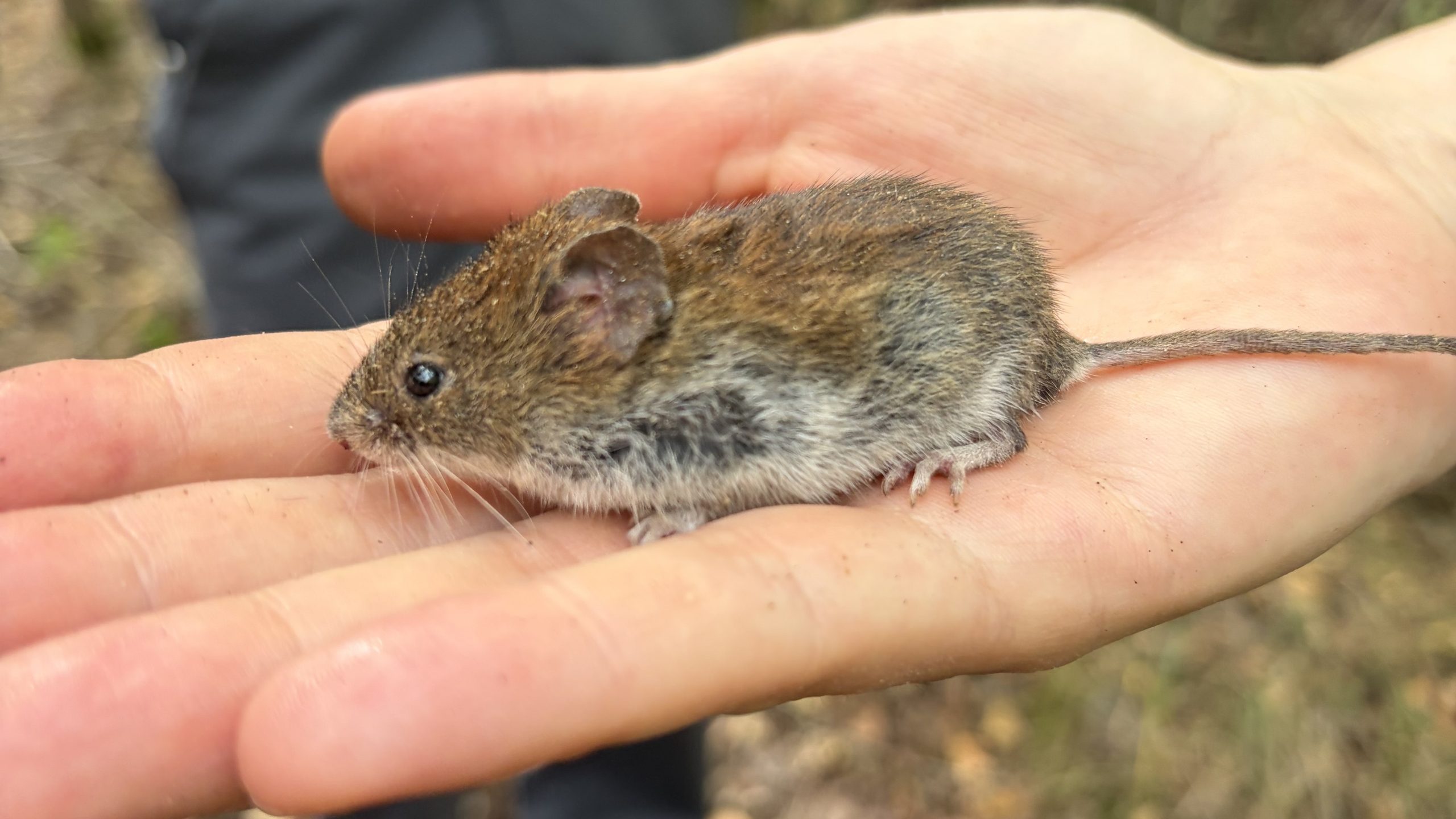 Nahaufnahme einer Rötelmaus (Myodes glareolus) mit braunem Fell auf einer Hand, aufgenommen während der Summer School «Biodiversity Monitoring» in Białowieża, Polen.