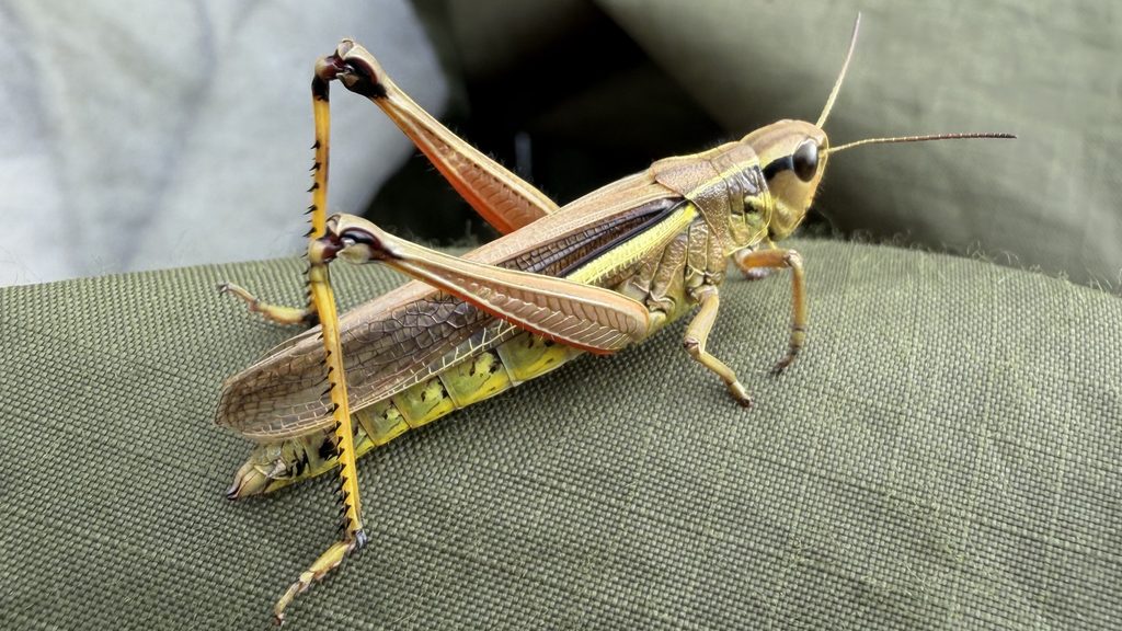 Nahaufnahme einer Sumpfschrecke (Stethophyma grossum) mit gelbgrünem Körper und kräftigen Sprungbeinen – eine Heuschreckenart feuchter Wiesen.