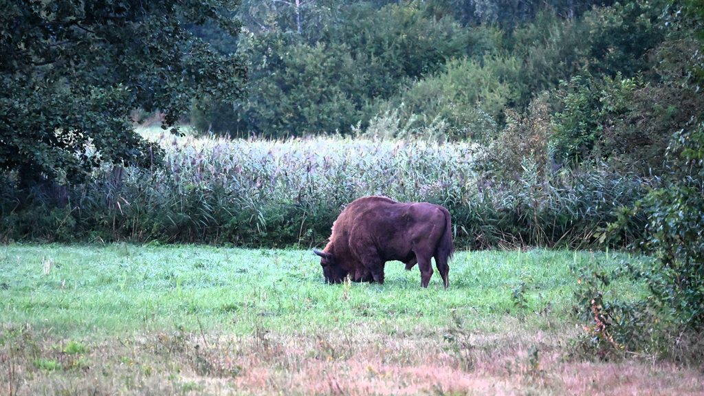 Ein Wisent frisst Gras auf einer Wiese in Białowieża, Polen, nahe dem Białowieża-Nationalpark.