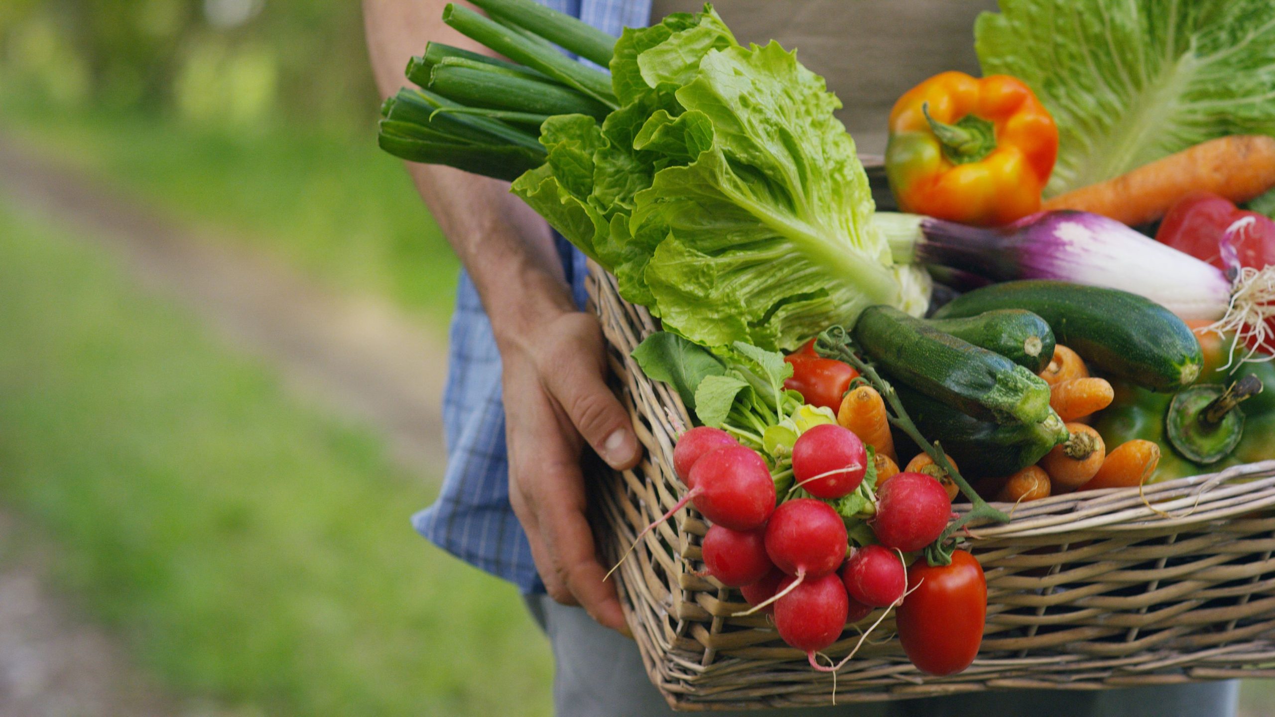 Das Bild zeigt einen Korb mit lokalem Gemüse und steht für ein Ernährungssystem, das Landwirtschaft, Verarbeitung, Handel und Konsum verbindet. Die Vision PLANT50 der ZHAW zeigt einen Weg zu einem zukunftsfähigen Ernährungssystem auf, in dem eine überwiegend pflanzenbasierte Ernährung zur Bewältigung ökologischer und gesundheitlicher Herausforderungen beiträgt.
