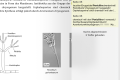 GoodNotes PDF durchsuchen