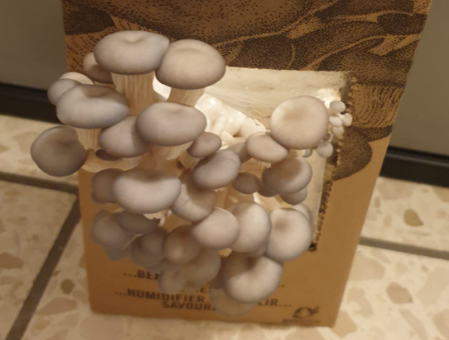 Selbst gezüchtete Pilze