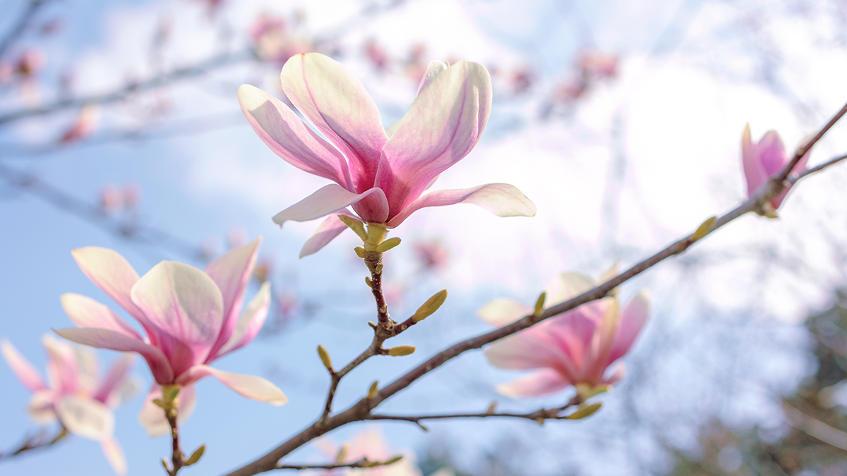 Magnolienzweig