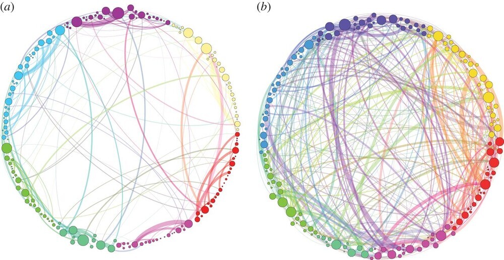 Verbindungen zwischen Hirnarealen. links Placebo, rechts Psylocibin, einem Psychedelika