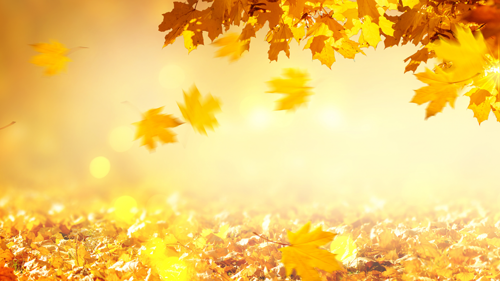 Herbstblätter in Licht im November