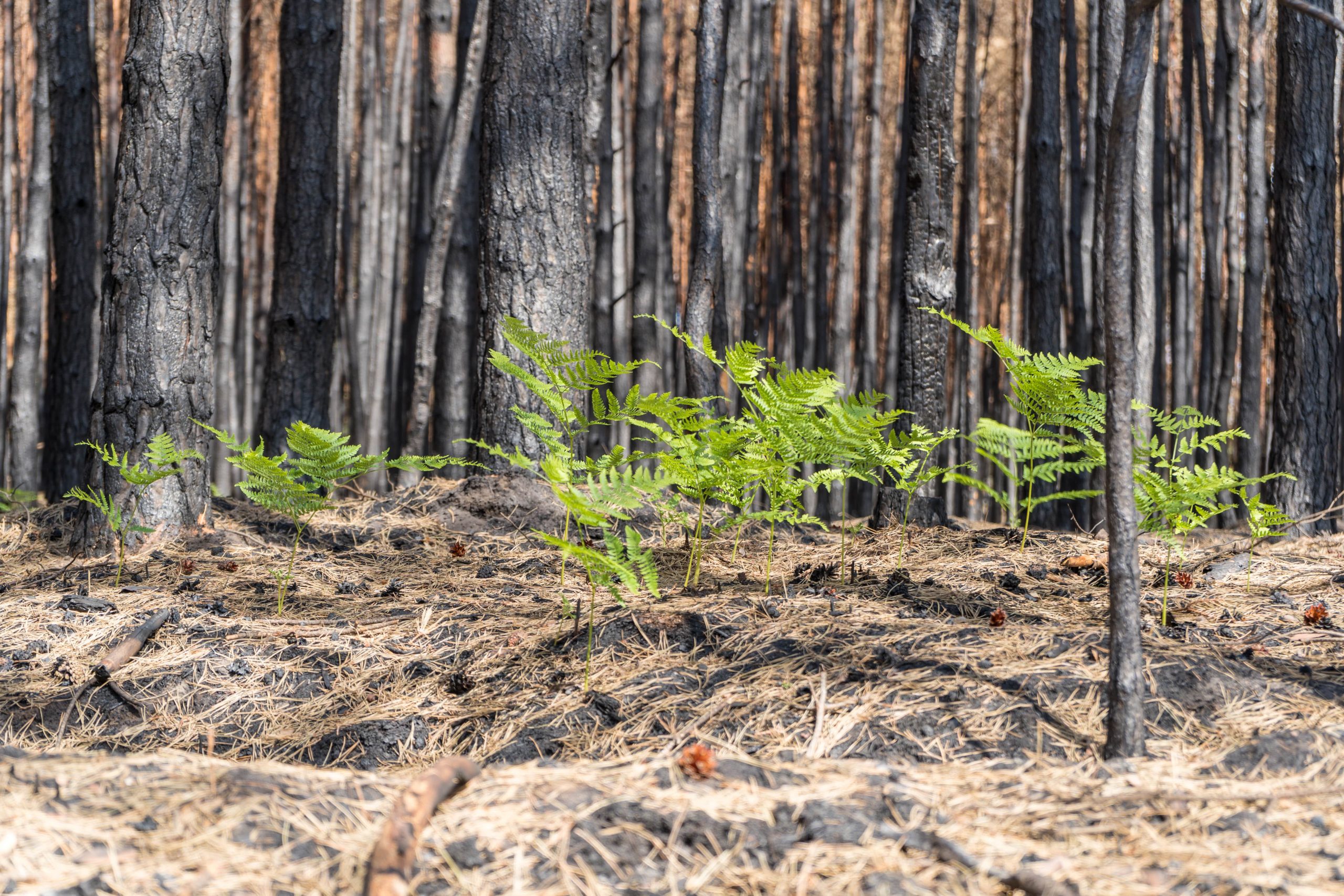 Hitze, Waldbrand, Hoffnung